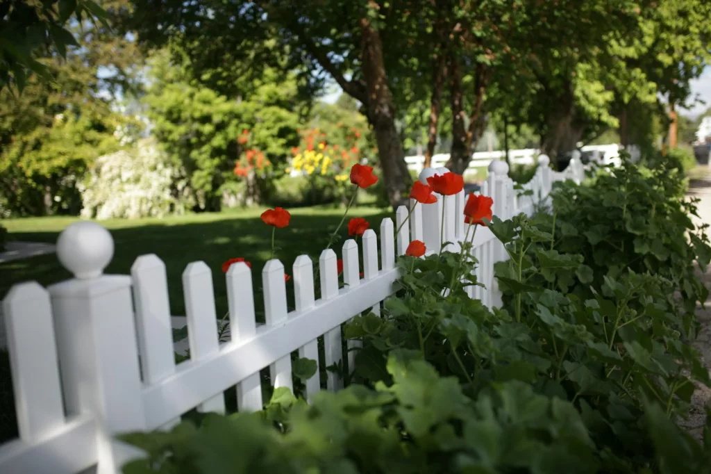 poppy flowers growing along a white fence